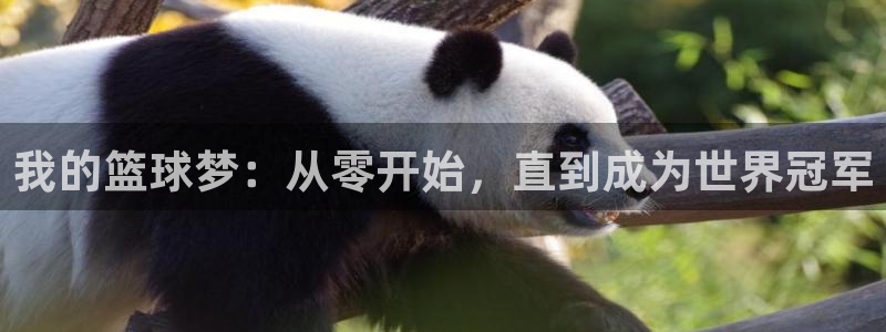 红蓝体育手机下载官网：我的篮球梦：从零开始，直到成为世界冠军